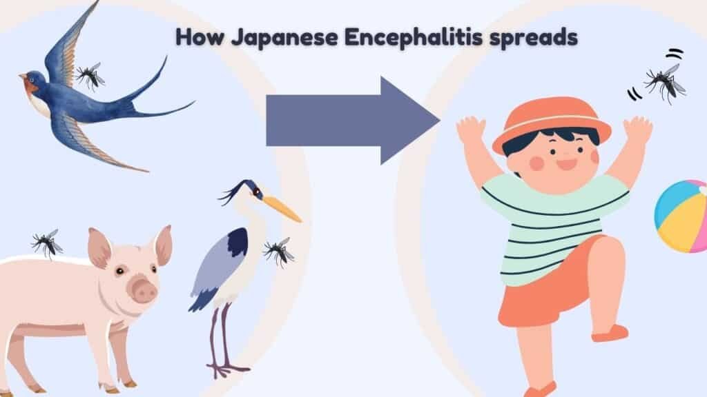 ensefalitis jepun - penghantaran
