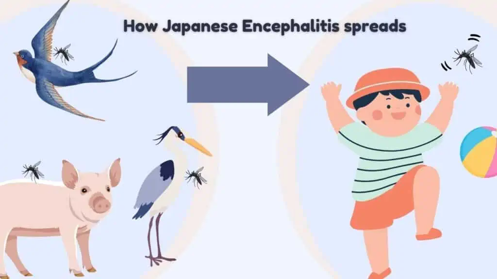 japanese encephalitis  - transmission