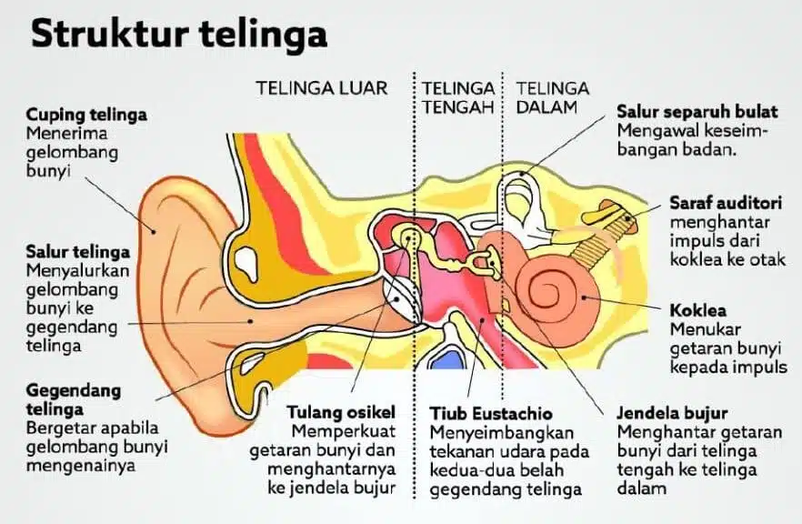 JANGKITAN TELINGA 1 Ear infection