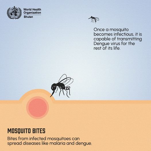 How to Handle Mosquito Bites 2 Mosquito bite